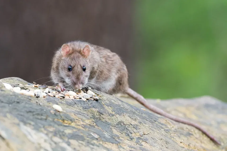 Brown Rat — Pest Control Brown Rat — Pest Control
