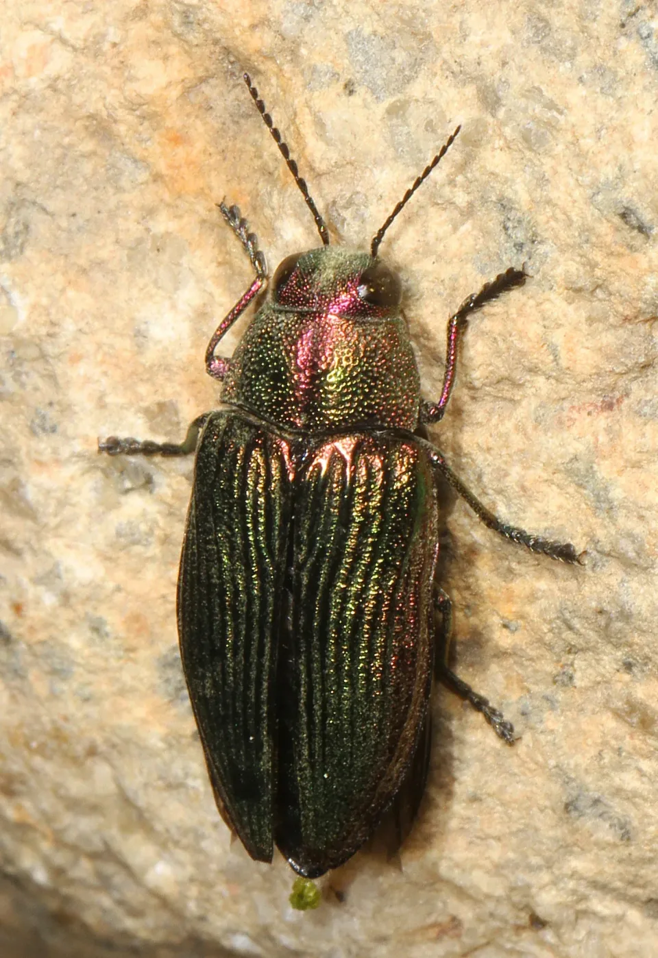 Buprestid Beetle — Pest Control