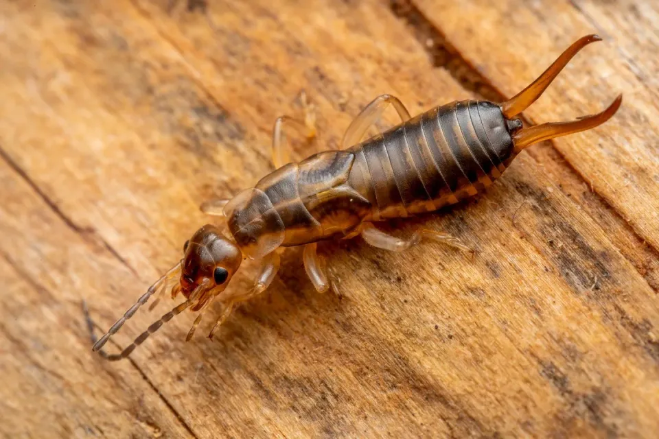 Earwig — Pest Control Earwig — Pest Control