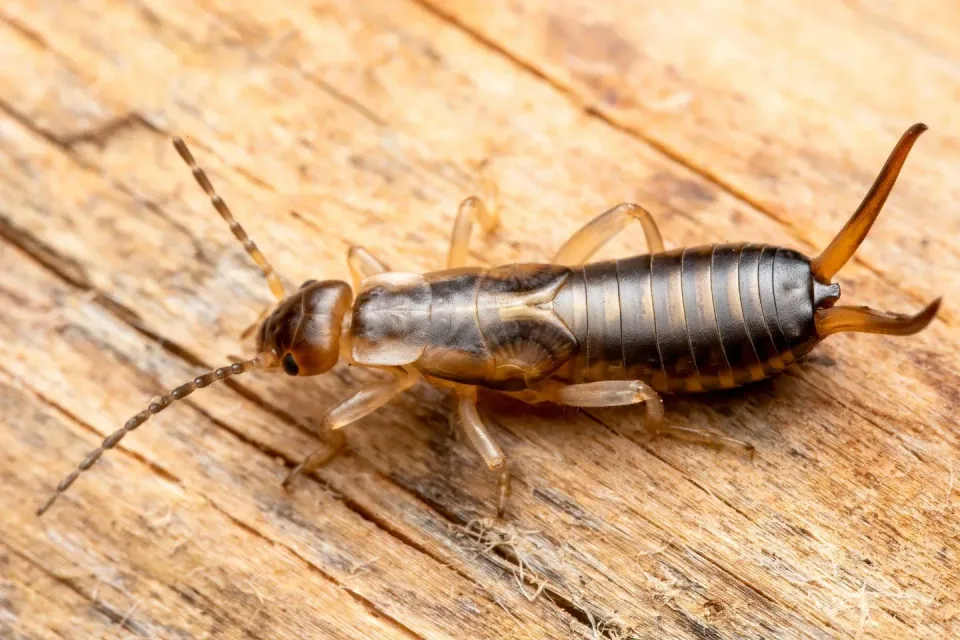 Earwig — Pest Control