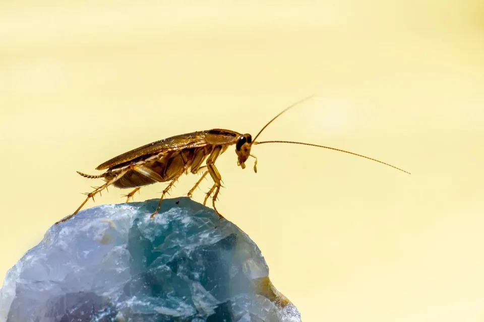 German Cockroach — Pest Control