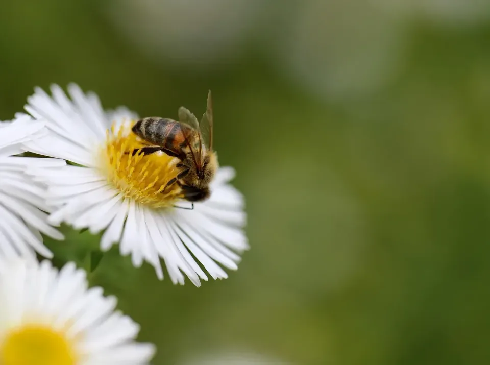 Honey Bee — Pest Control