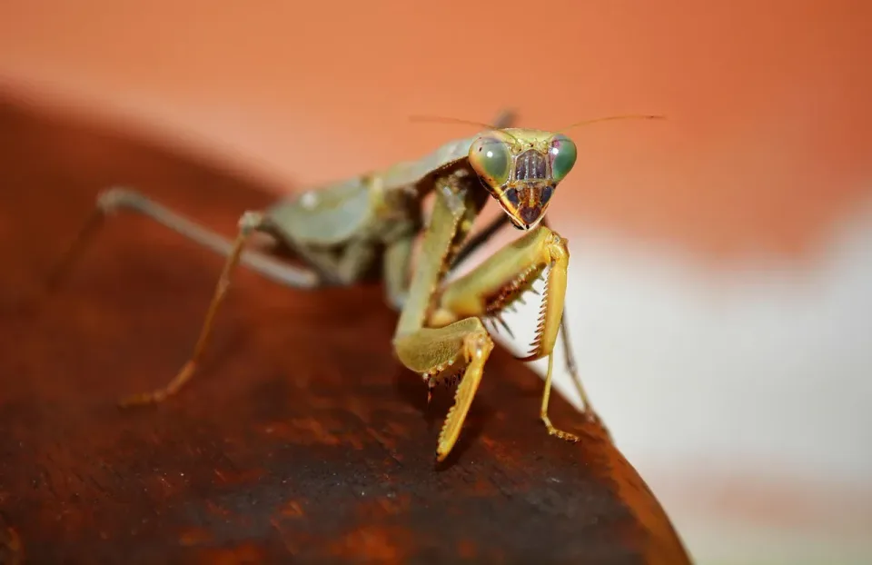 Praying Mantis — Pest Control