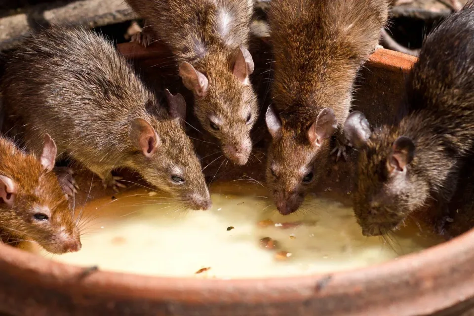 Rats — Pest Control