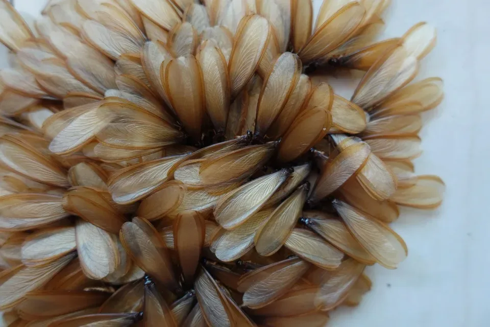 Termite Swarmers — Pest Control Termite Swarmers — Pest Control