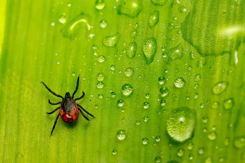 Tick — Pest Control