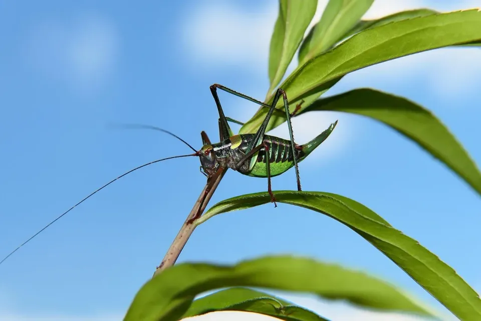 Wart-biter Bush Cricket — Pest Control