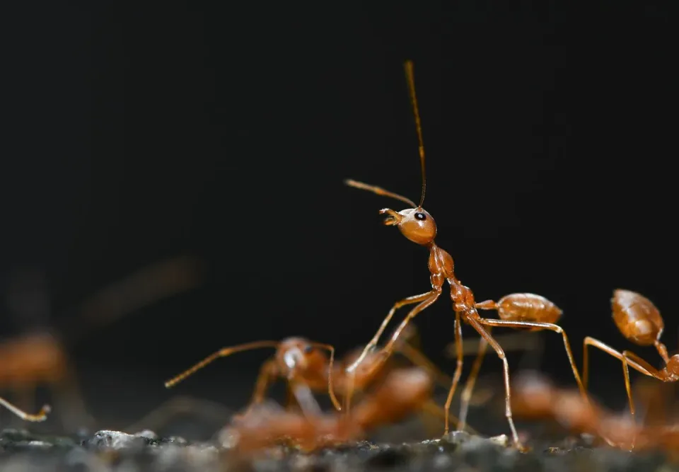 Weaver Ant — Pest Control Weaver Ant — Pest Control